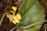 Roundleaf yellow violet